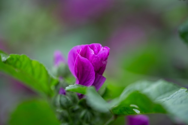 ゼニアオイの花のクローズ アップ薬用および食用植物