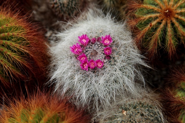 Closeup of a mammillaria hahniana, the old lady cactus in a desert garden