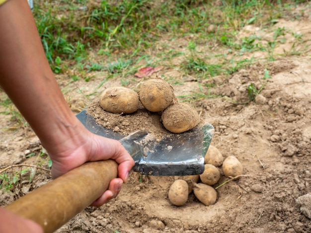 Closeup of a man holding potato tubers dug out of the ground on a shovel The concept of harvesting