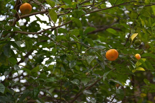 Closeup on mandarin oranges in a tree