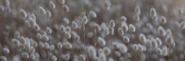 多くの装飾的な乾燥した色の雑草の背景のクローズアップ。美しい自然の概念