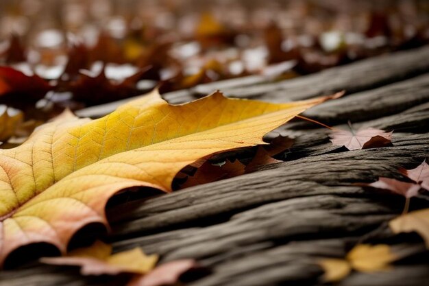 Foto immagine ravvicinata delle foglie di acero sull'albero durante l'autunno