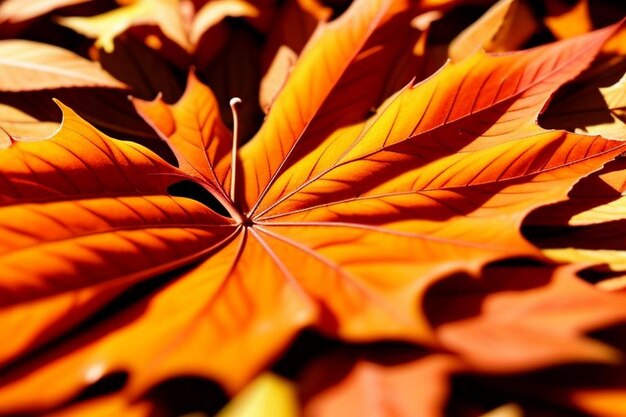 Closeup of maple leaves on tree during autumn