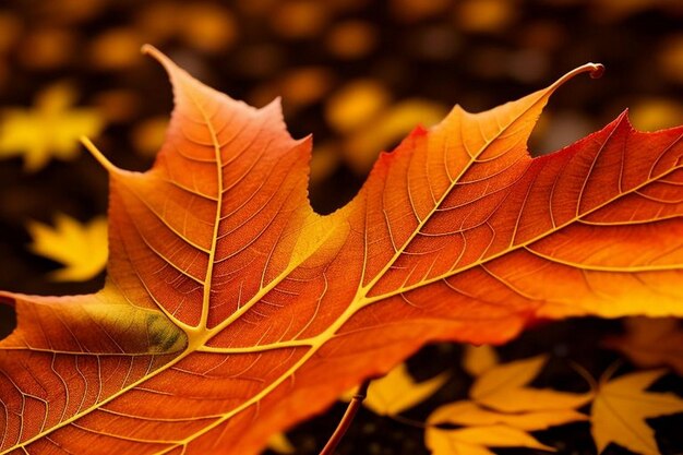 Closeup of maple leaves on tree during autumn