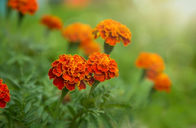 写真 クローズ アップ マリーゴールドの花 (マンジュギク エレクター、メキシコ、アステカまたはアフリカ マリーゴールド) 庭で。