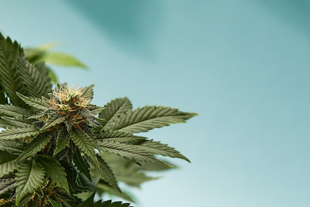 Closeup of a marijuana buds flower isolated on a light blue\
background cannabis can help manage chronic pain nausea and\
vomiting resulting from chemotherapy treatment medical and business\
concept