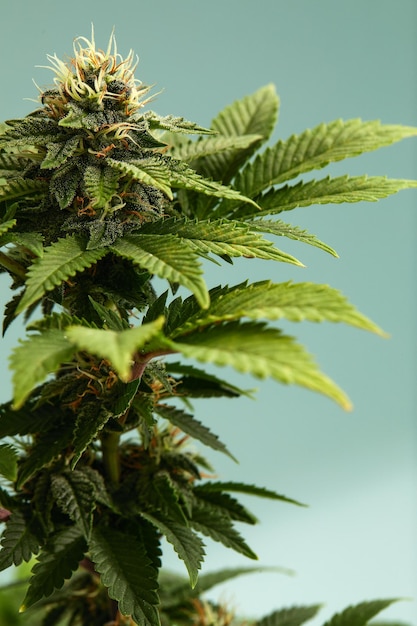 Primo piano di un fiore di germogli di marijuana isolato su uno sfondo azzurro la cannabis può aiutare a gestire il dolore cronico, la nausea e il vomito derivanti dal trattamento chemioterapico concetto medico e aziendale
