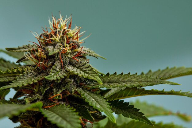 Closeup of a marijuana buds flower isolated on a light blue background cannabis can help manage