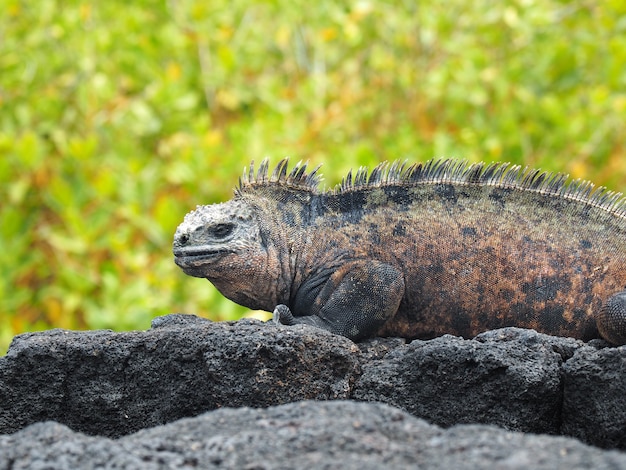 Primo piano di un'iguana marina su una roccia durante il giorno
