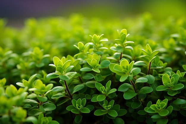 closeup marjoram in nature