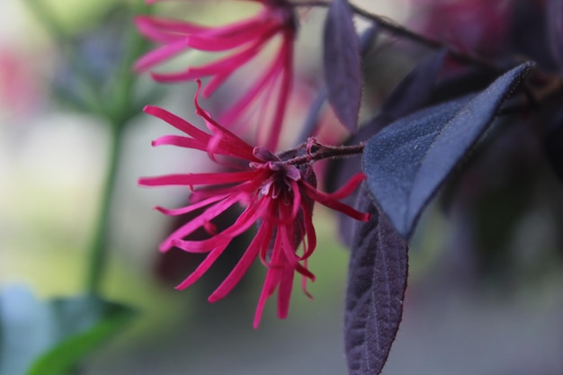 Photo closeup maroon flower in garden with blurred background