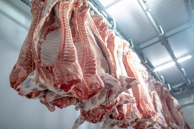 closeup of meat processing in the food industry the worker cuts raw pig storage in refrigerator