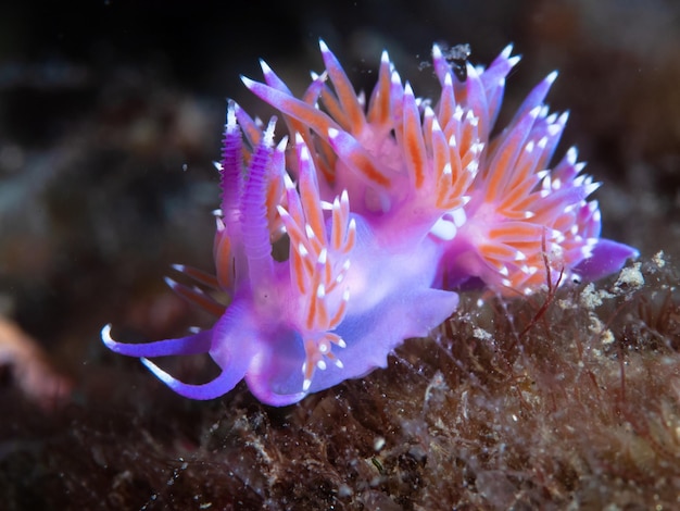 Closeup of a mediterranean sea slug