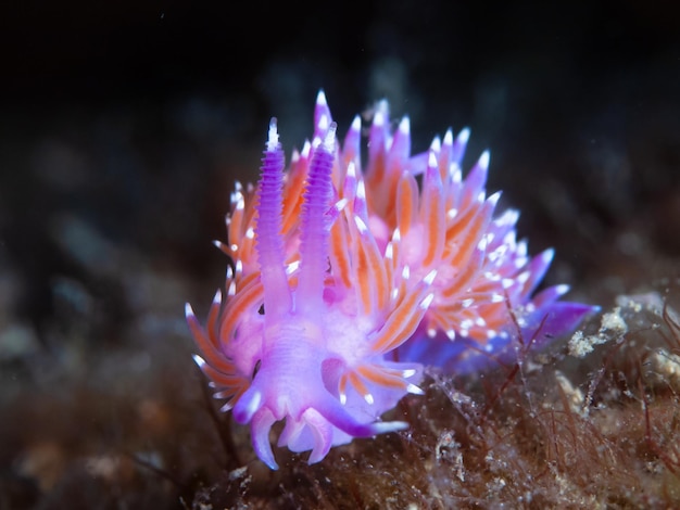 Closeup of a mediterranean sea slug