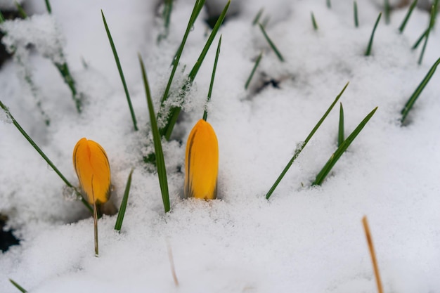 Closeup of melting snow and yellow crocus blooming in early spring in the forest Beautiful wild crocuses flowers closeup Crocus scharojanii