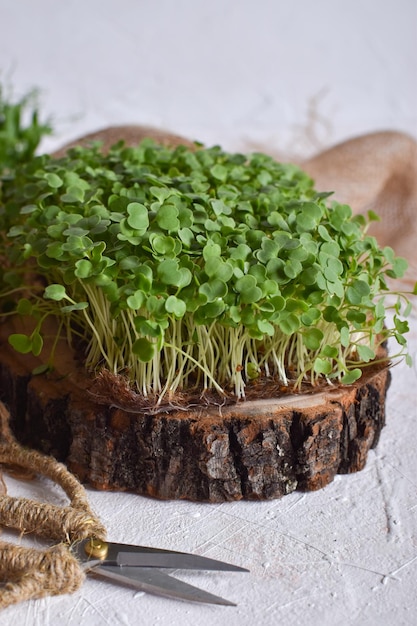 Closeup of a microgreen arugula on a wooden substrate on a gray background Home garden on the windowsill Healthy eating Vegetarianism Diet