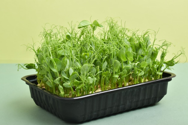 Closeup of microgreen polka dots in a black plastic container on a green background