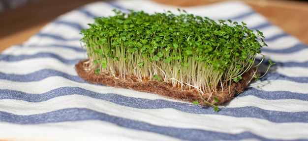 Closeup of microgreens of mustard arugula and other plants at home