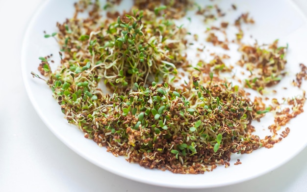 Closeup of microgreens Seed germination at home Healthy eating Growing sprouted seeds