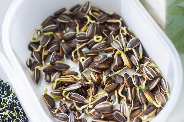 Closeup of microgreens Seed germination at home Healthy eating Growing sprouted seeds