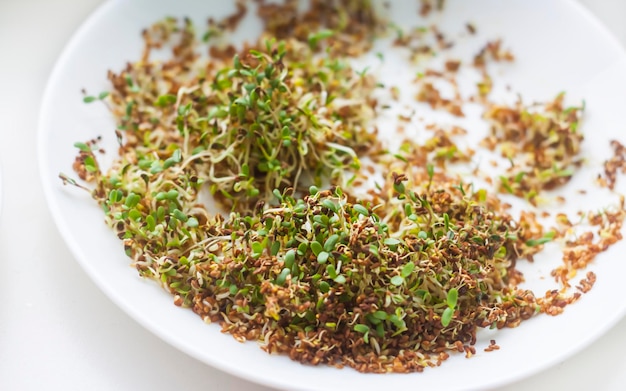 Foto primo piano di microgreens germinazione dei semi a casa mangiare sano crescere semi germogliati