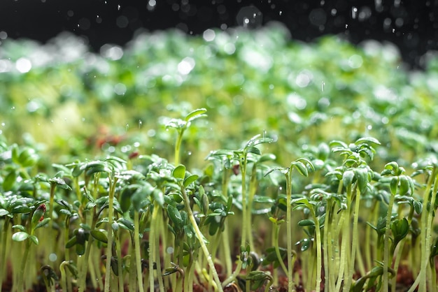 Closeup microgreens worden bewaterd bovenop het water gezond eten