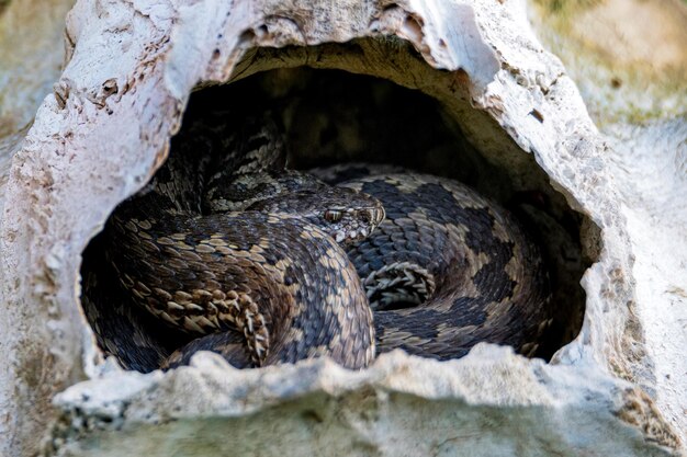 Closeup middelste adder of vipera renardi in een kleine stenen grot