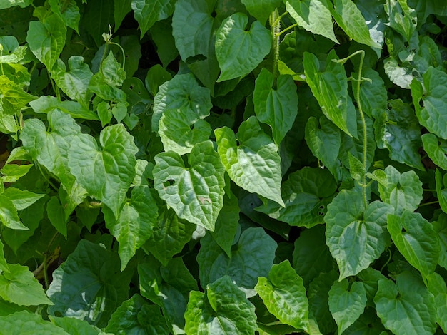 Closeup of mikania micrantha plant