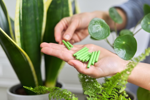 植物の背景を持つ女性の家の屋内ポットの手に土の棒の形でミネラル肥料のクローズアップ