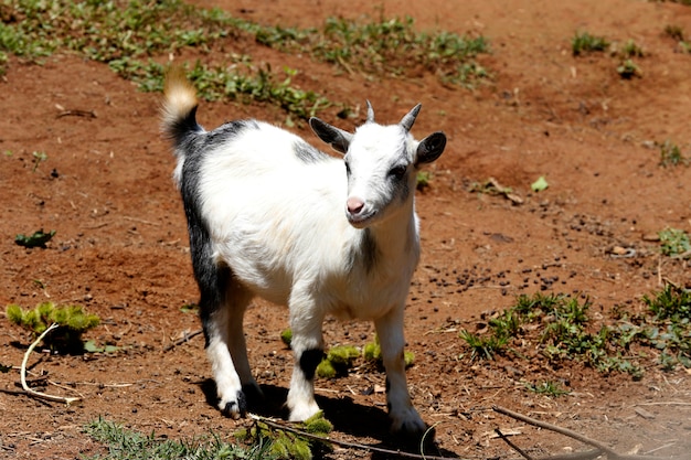 Closeup of mini goat