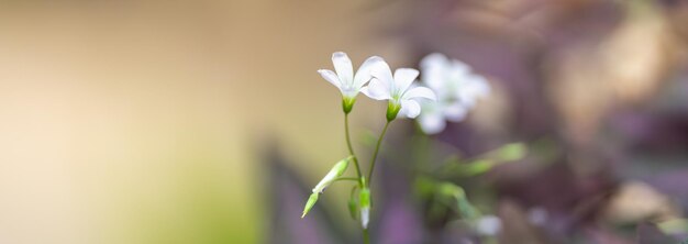 背景として緑の自然植物の風景、生態学の表紙の概念を使用してコピースペースで日光の下でミニ白い花のクローズアップ。