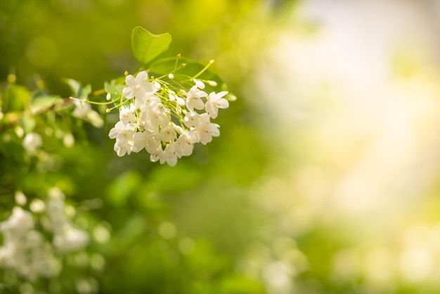 Primo piano di mini fiore bianco sotto la luce del sole con spazio di copia utilizzando come sfondo verde piante naturali paesaggio ecologia carta da parati concetto