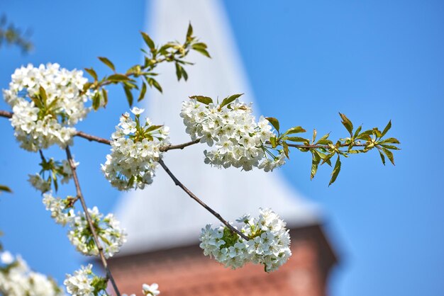 Closeup of mirabelle flowers blooming in spring against blur blue sky background pretty white flower twigs blossoming near small town detail of a flowering plum tree near a church courtyard or park