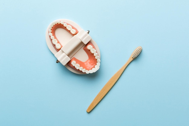 Closeup model of a human jaw with white teeth and Toothbrush Dentistry conceptual photo Prosthetic dentistry False teet top view with copy space