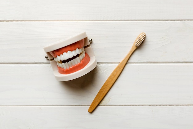 Крупный план модели человеческой челюсти с белыми зубами и зубной щеткой Стоматология концептуальное фото Протезирование стоматологии Ложный вид сверху с копировальным пространством