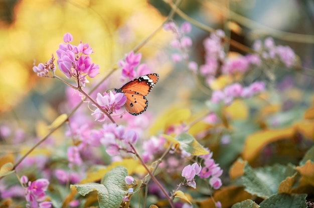 Closeup monarch butterfly on flower