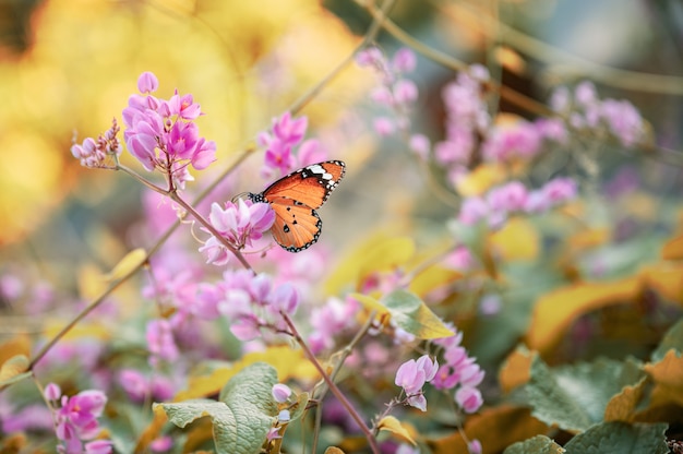 クローズアップオオカバマダラの花