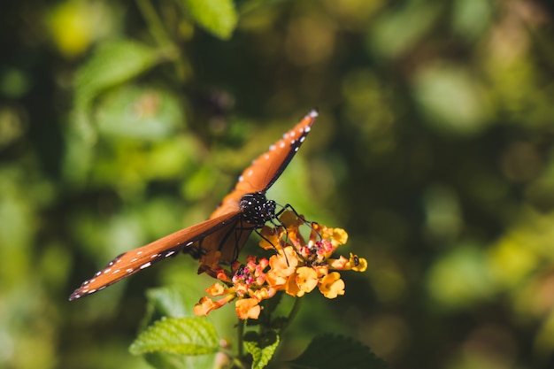 Макрофотография бабочка монарха
