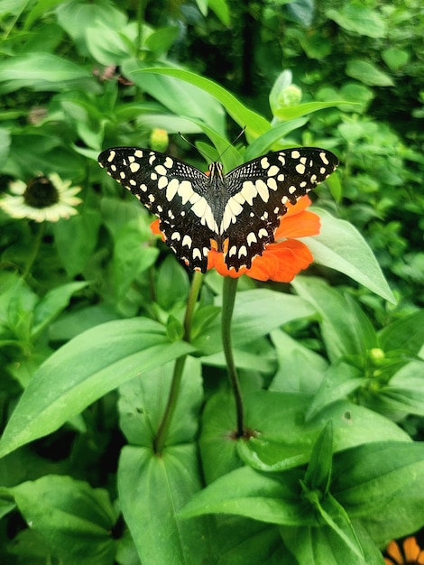 Closeup of monarch butterfly