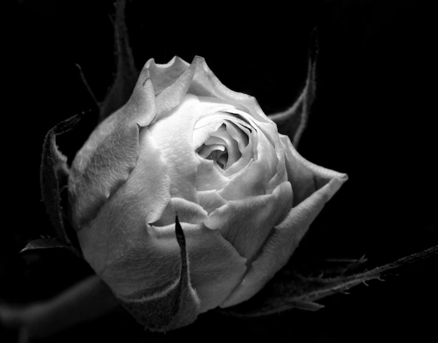 Closeup monochrome rose bud Blackwhite rose flower on a dark background closeup