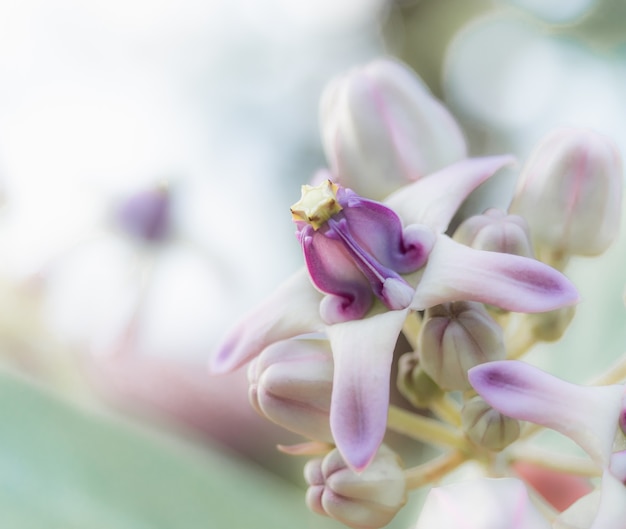 Closeup mooie Calotropis bloem paarse en roze kleur in bloemen en wazige achtergrond versheid