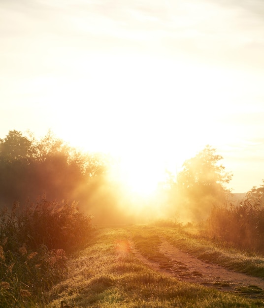 Closeup of a morning grass against sunrise