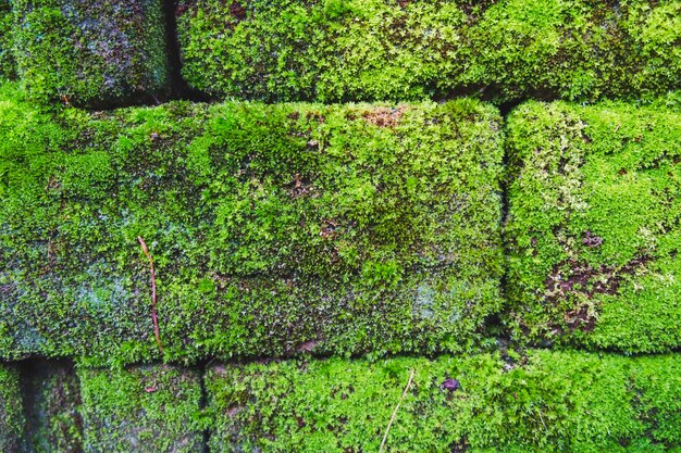 Closeup of moss on brick wall