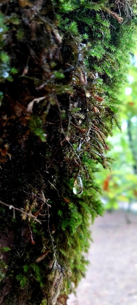 Photo closeup of moss on tree and drop of water