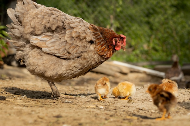 Closeup of a mother chicken with its baby chicks on the farm. Hen with baby chickens