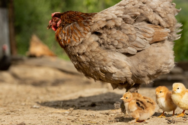 Closeup of a mother chicken with its baby chicks on the farm. Hen with baby chickens.