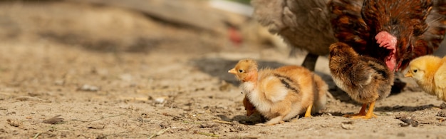 Closeup of a mother chicken with its baby chicks on the farm. Hen with baby chickens.