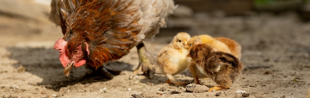 Closeup of a mother chicken with its baby chicks
