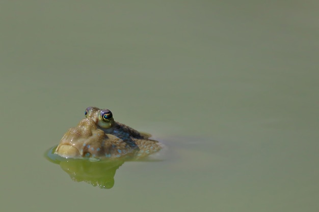 Photo closeup of mudskipper or amphibious fish cute of animal