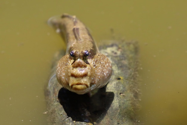 Closeup of Mudskipper or Amphibious fish in the mud at Samut Prakan Thailand